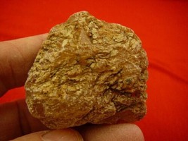 (k-3173) 35 g Rare Kauri tree Gum copal young Amber New Zealand Tane Mahuta - £36.04 GBP