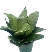 Variegated Snake plant, 4 inch, Rosette Shaped lengua de vaca, Sansevieria - £11.90 GBP