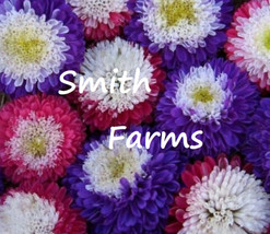 200 Seeds Purple Red White Chrysanthemum Flowers Mums - $9.25