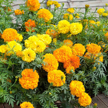 Shipped From Us 16,000+AFRICAN Marigold 3ft Tall 3" Flowers Seeds, CB08 - $39.00