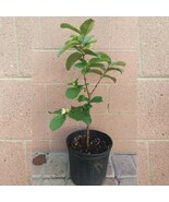 Thai Guavas - Exotic Tropical Fruit Trees for Your Garden - $319.90