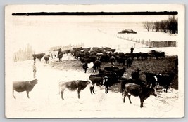 Echo MN Cattle Cows Farm Winter Snow RPPC Hustad Family Homestead Postcard AA2 - £15.77 GBP