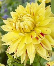 50+ seeds Yellow CAMBRIDGE DAHLIA rare flower exotic garden plant - £5.54 GBP