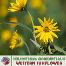 SEPTH 50 Western Sunflower Seeds, Helianthus occidentalis, No-Leaf, Native Peren - $11.96