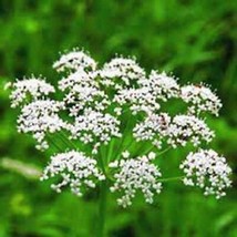 Anise, Heirloom, 100+ Seeds, Smells Great, Unique Flavor, Herb, Spice - £1.81 GBP