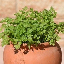 USA SELLER 500 winter chervil seeds #56 Free Shipping - £11.60 GBP