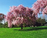Live Japanese Pink Weeping Cherry Tree Strong Rooted Plants - $21.99+