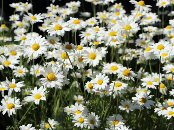 100+ Snowy Marguerite Daisy &#39;Snow Carpet&#39; Seed Anthemis Cretica &#39;Karpatenschnee&#39; - $15.99