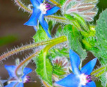 Beautiful Borage Flower Seeds 35 Seeds Fast Shipping - £6.40 GBP