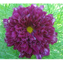 50 seeds Purple (Mixed) Cosmos Bipinnatus Coreopsis Seeds Purple Double Flowers  - £11.95 GBP