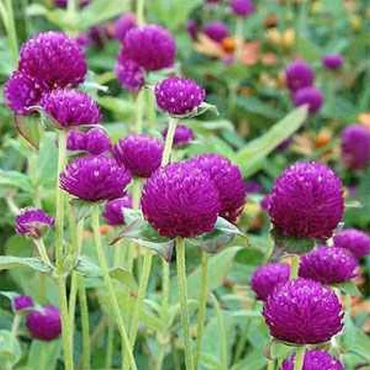  50 Seeds Gomphrena- Purple - £7.02 GBP