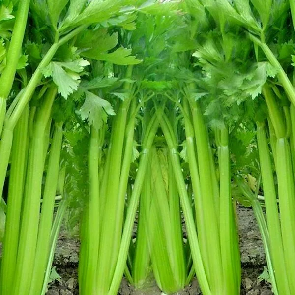 BStore 1000 Tall Utah Celery Organic Heirloom Vegetable Seeds Starter Kits - $9.26