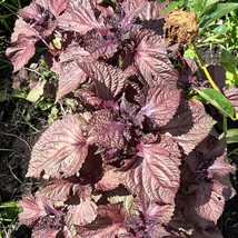 US Seller 500 Japanese Red Shiso Perilla Red Aka Seeds Fast Shipping - $14.65