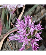 USA SELLER Allium Crenulatum Olympic Onion 10 Seeds Free Shipping - $18.40