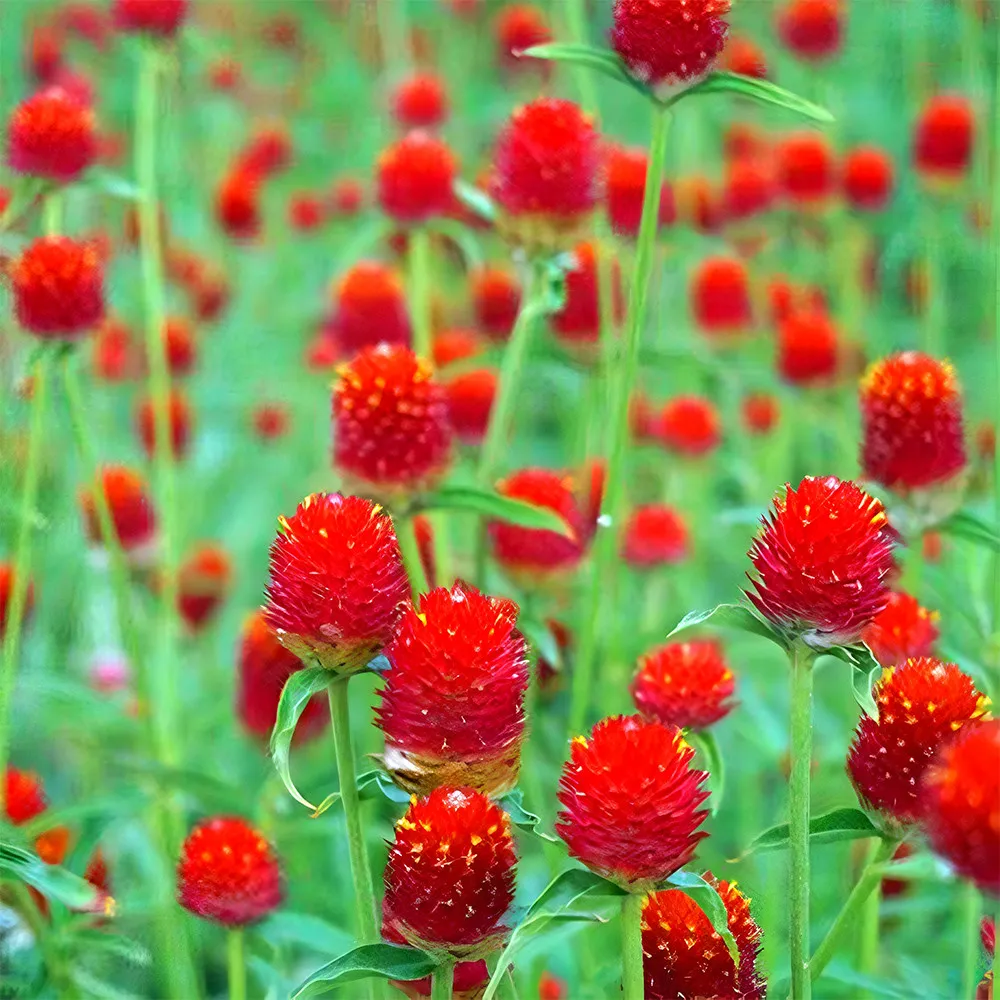 From US 200 RED Radiant Gomphrena Globosa Varieties (Approx. 50cm) -Non GMO - £6.24 GBP