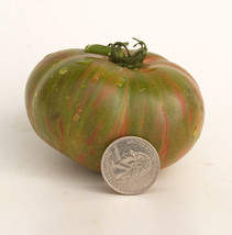New Fresh 50 Seeds Peppermint Stripes Tomato Dwarf Juicy Tomatoe Vegetab... - $7.00