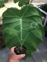 Colocasia - &#39;Thai Giant&#39; - Elephant Ear - live plant - £35.58 GBP