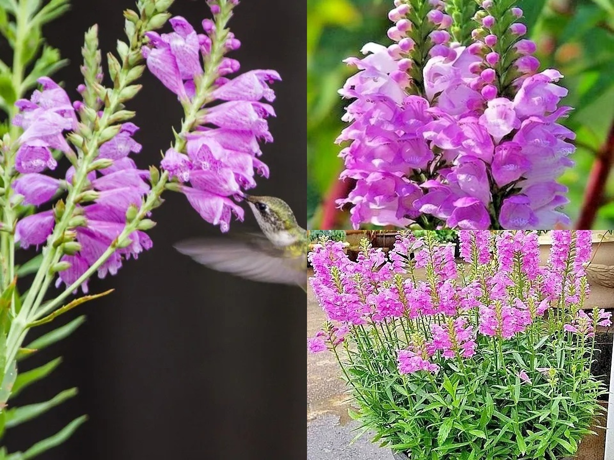 76+OBEDIENT PLANT Flower Native Wildflower Seeds Deer Resistant Container Easy - £10.39 GBP