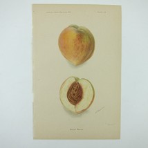 Belle Peach Fruit Lithograph Art Print Kitchen Decor DG Passmore Antique 1902 - £15.97 GBP