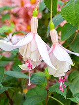 Fuchsia &#39;Annabel&#39; - $5.99