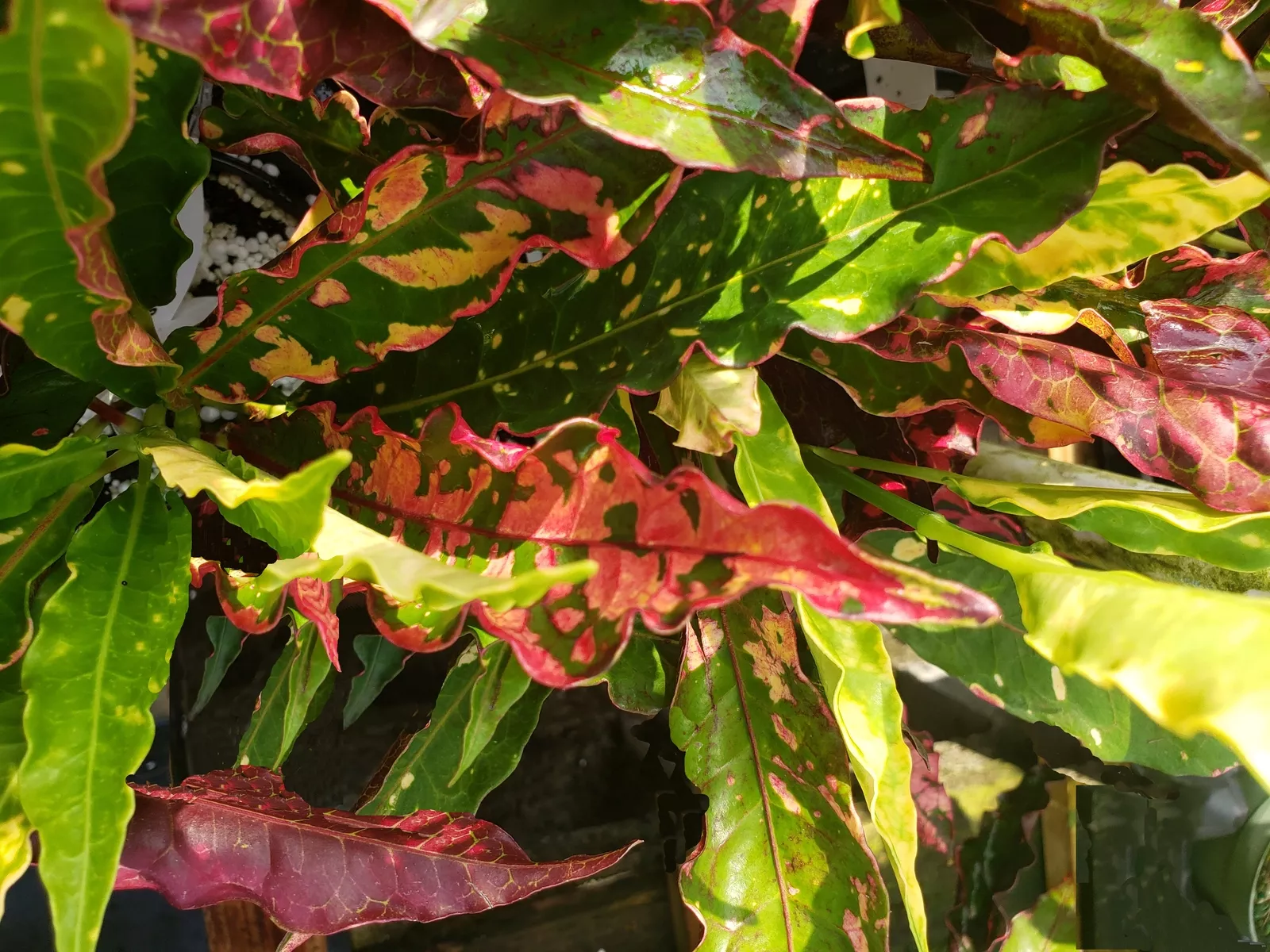 Croton Piecrust Mortimer Live Tropical Plant - £32.02 GBP