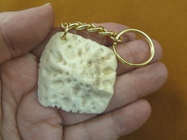 (g125-7) GATOR scute bone Aligator ALLIGATOR keychain skute key gators w... - $13.09