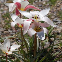 10 Seeds Tulipa Clusiana Lady Jane Fresh Seeds - $25.37