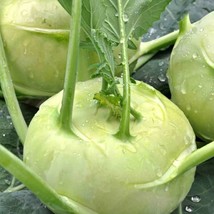 500 White Vienna Kohlrabi Seeds Fresh Harvest For 2024 GardensFrom US  - £6.59 GBP