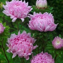 LimaJa Tall Peony Duchess Coral-rose Aster 50 PURE SEEDS - £4.72 GBP