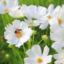 Fresh 50 Purity Cosmos Seeds  - $5.79