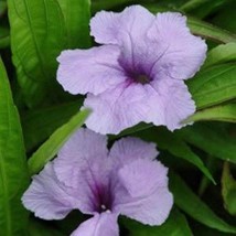 Fresh Seeds Ruellia Blue Mexican Petunia Flower Plant Seeds 20 Seeds - $19.98