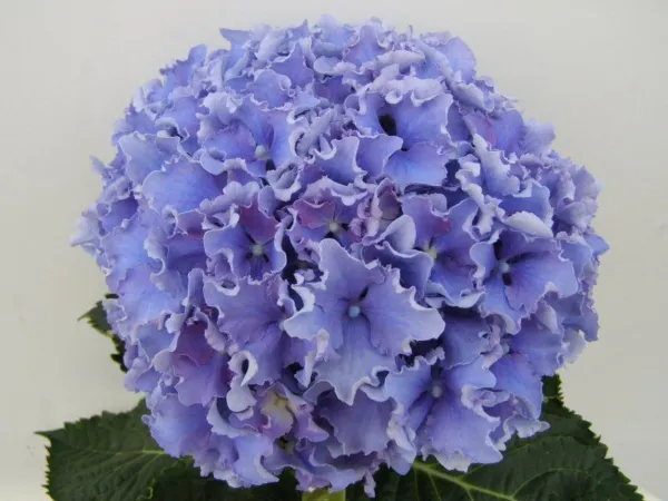 Spike Hydrangea Starter Plant Blue Or Pink Frilled Ruffled Edges Garden - $53.98