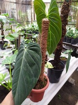 Philodendron Melanochrysum Large Leaf By Ship DHL Express - £54.57 GBP
