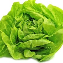 Bibb Lettuce Seeds  Organic,   Heirloom Seeds ?? 200  Vegetable Seeds From US - $8.89