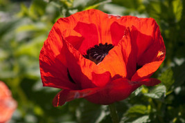 Red Turkish Poppy Heirloom Papaver Red &amp; Black Flower 100 Seeds - £4.70 GBP