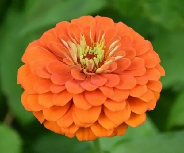 New Fresh Orange King Zinnia Flower Seeds 100 Annual Garden Birds Bees - £7.11 GBP