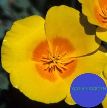 500 California Poppy Flower Seeds Golden West Eschscholzia Californica - £5.26 GBP