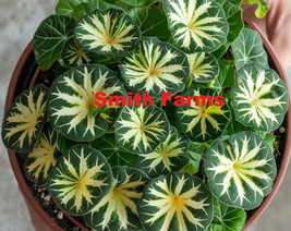 Item image 1 image 1