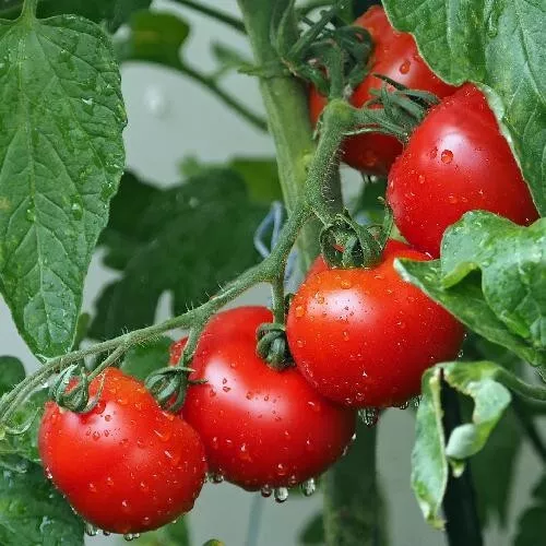 120 Ace 55 Tomato Seeds Heirloom Fresh Seeds - £4.54 GBP