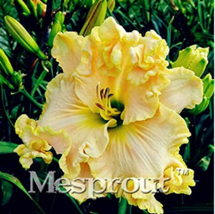 100 Seeds Mix Daylily Flowers Seed Colour Hemerocallis Seeds Day Lily Seed Fresh - $10.67