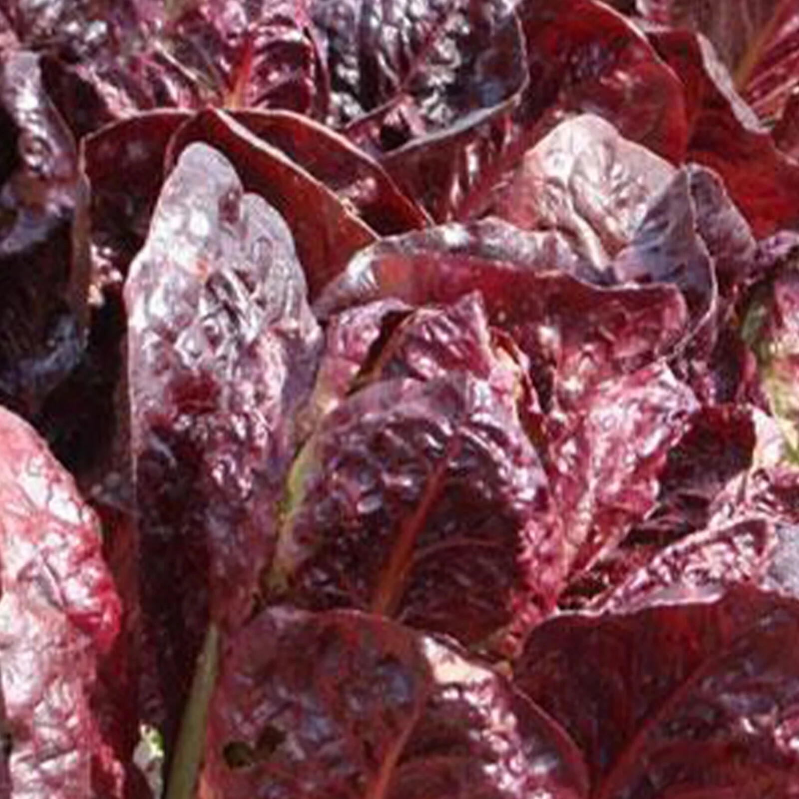 500+Lettuce Seeds Red Romaine Romaine Lettuce (Lactuca sativa)Salad Gree... - $1.95