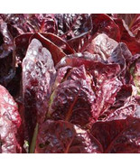 500+Lettuce Seeds Red Romaine Romaine Lettuce (Lactuca sativa)Salad Gree... - $36.96 MXN