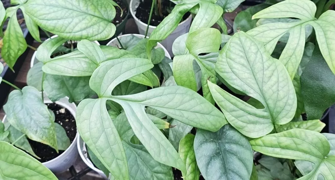Monstera Spider Man rare live indoor plant,Amydrium medium silver plant-... - $30.00