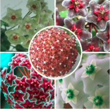 Hoya carnosa seeds 100 SEEDS - $6.34