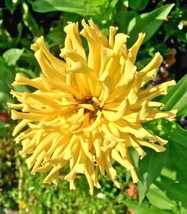 Thjar Giant Cactus Yellow Zinnia Mix 300 Authentic Seeds Flower Annual Cut Flo - £4.66 GBP