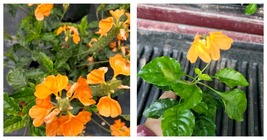 Perennial~Starter Live Plant Yellow Allamanda~Yellow Flower 3 to 5 Inche... - £25.13 GBP