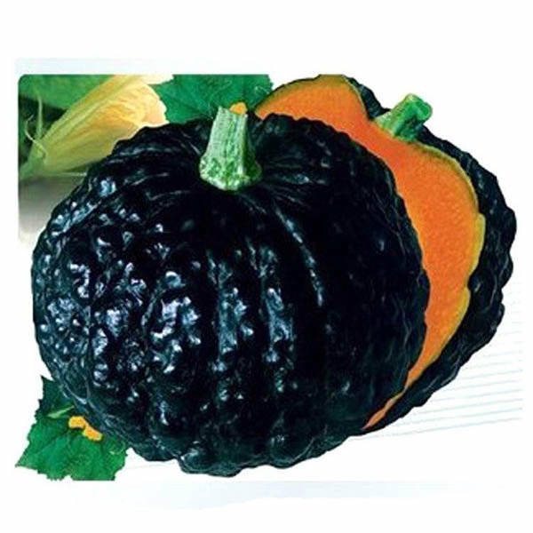 Japanese Black Pumpkin Vegetables, 10 Seeds