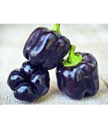 Purple Beauty Bell Pepper Seeds – Heirloom Sweet Pepper, Non-GMO, 30+ Seeds - $4.93