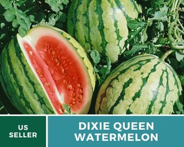 25 Pcs Dixie Queen Watermelon Heirloom Seeds GMO Free Citrullus Lanatus Seed - £15.14 GBP