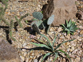 Opuntia Chlorotica Santa Rita Purple Prickly Pear Cactus Seeds #GRG03 - £14.36 GBP